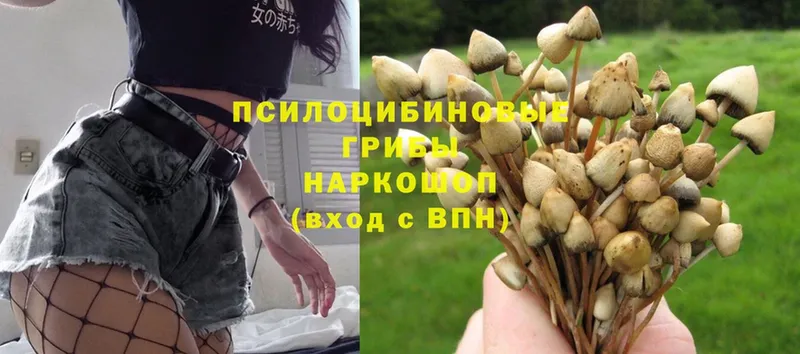 Псилоцибиновые грибы Psilocybine cubensis  наркошоп  ссылка на мегу рабочий сайт  Серов 